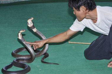 Tayland, Chiang Mai; 22 Ocak 2008, iki Kral Kobra (Naja naja), çok zehirli yılan ile oynayan bir Taylandlı adam - Editörden