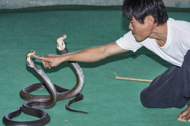 Tayland, Chiang Mai; 22 Ocak 2008, iki Kral Kobra (Naja naja), çok zehirli yılan ile oynayan bir Taylandlı adam - Editörden