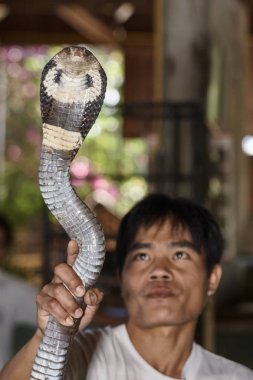 Tayland, Chiang Mai; 22 Ocak 2008, Bir Taylandlı adam Kral Kobra (Naja naja), çok zehirli yılan tutan - Editörden