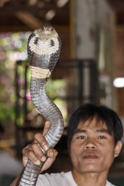 Tayland, Chiang Mai; 22 Ocak 2008, Bir Taylandlı adam Kral Kobra (Naja naja), çok zehirli yılan tutan - Editörden