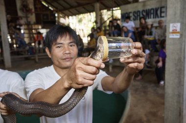 Tayland, Chiang Mai; 22 Ocak 2008, bir Kral Kobra (Naja naja), çok zehirli yılan, zehirli dişleri göstermek için ağzını açmak zorunda kalır - Editörden