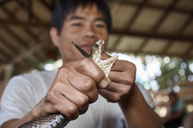 Tayland, Chiang Mai; 22 Ocak 2008, bir Kral Kobra (Naja naja), çok zehirli yılan, zehirli dişleri göstermek için ağzını açmak zorunda kalır - Editörden