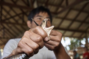 Tayland, Chiang Mai; 22 Ocak 2008, bir Kral Kobra (Naja naja), çok zehirli yılan, zehirli dişleri göstermek için ağzını açmak zorunda kalır - Editörden
