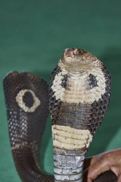 Tajlandia Chiang Mai Dwa King Cobras Naja Naja Bardzo Trujące — Zdjęcie stockowe