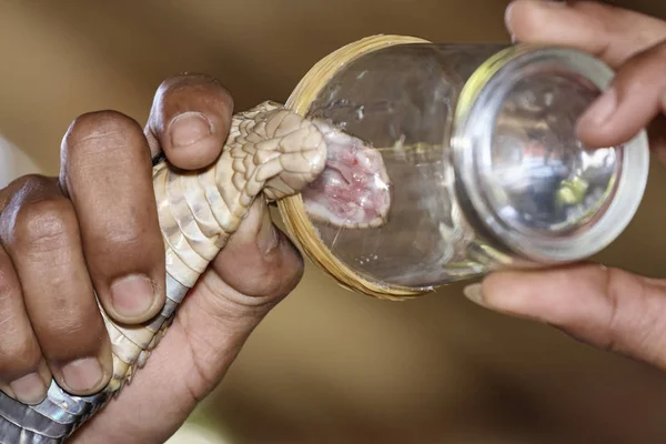 チェンマイ キングコブラ ナジャナジャ 非常に有毒なヘビは 毒の歯を示すために口を開くことを余儀なくされています — ストック写真