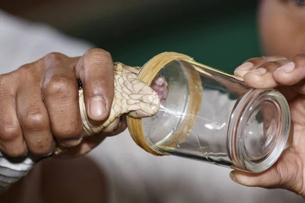 Tailandia Chiang Mai Rey Cobra Naja Naja Serpiente Muy Venenosa — Foto de Stock