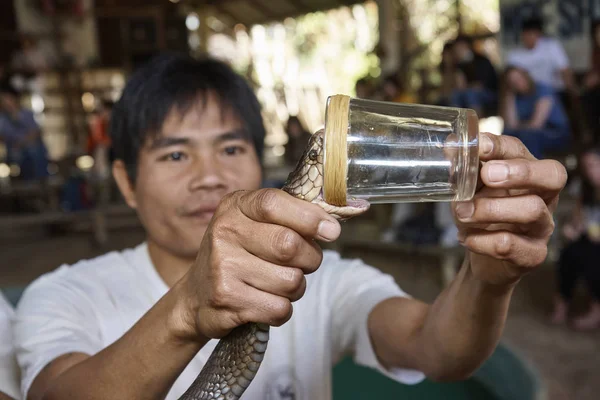 Thailand Chiang Mai Januar 2008 Eine Königskobra Naja Naja Eine — Stockfoto