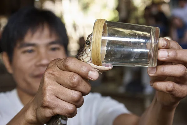 Thailandia Chiang Mai Gennaio 2008 Cobra Naja Naja Serpente Molto — Foto Stock