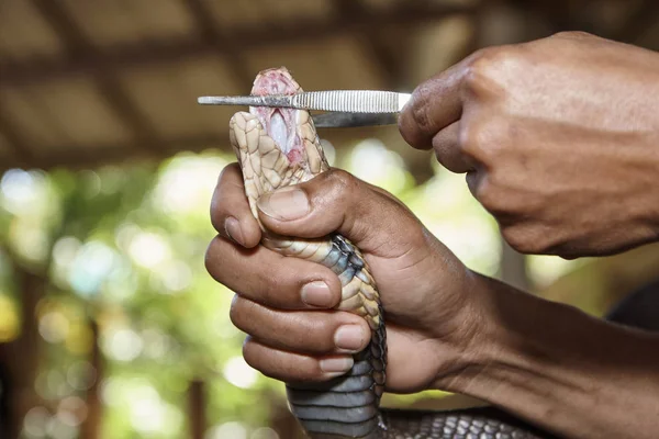 Tailandia Chiang Mai Rey Cobra Naja Naja Serpiente Muy Venenosa — Foto de Stock