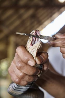 Tayland, Chiang Mai, bir Kral Kobra (Naja naja), çok zehirli yılan, zehirli dişleri göstermek için ağzını açmak zorunda kalır