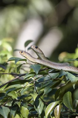 Tayland, Chiang Mai, kırsal, ağaç dalı üzerinde yılan