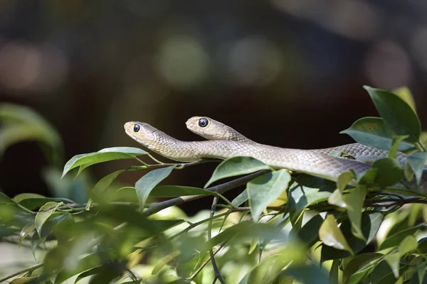 Tailândia Chiang Mai Campo Cobras Ramo Árvore — Fotografia de Stock