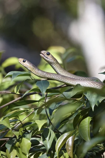 Tailândia Chiang Mai Campo Cobras Ramo Árvore — Fotografia de Stock