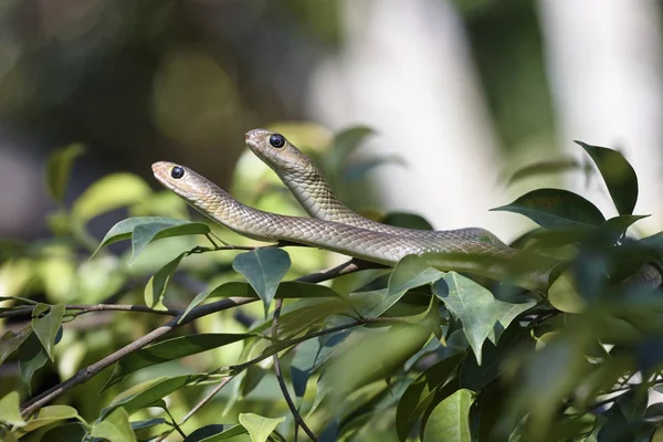 Thaiföld Chiang Mai Vidék Kígyók Ága — Stock Fotó