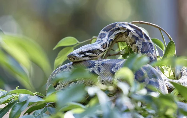 Thaiföld Chiang Mai Vidék Cobra Kígyó Nagyon Mérgező — Stock Fotó