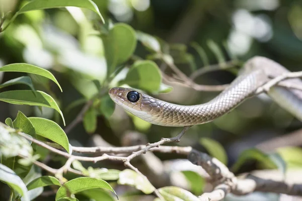 Tailândia Chiang Mai Campo Cobra Galho Árvore — Fotografia de Stock