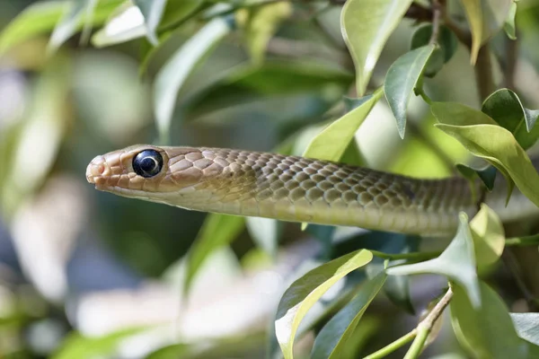 Ταϊλάνδη Τσιάνγκ Μάι Εξοχή Φίδι Στο Κλαδί Του Δέντρου — Φωτογραφία Αρχείου