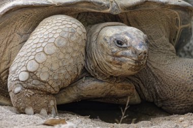Tayland, Chang Mai, Chang Mai hayvanat bahçesi, Aldabra Dev Kaplumbağa (Geochelone gigantea)