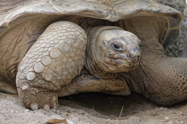 Tayland, Chang Mai, Chang Mai hayvanat bahçesi, Aldabra Dev Kaplumbağa (Geochelone gigantea)