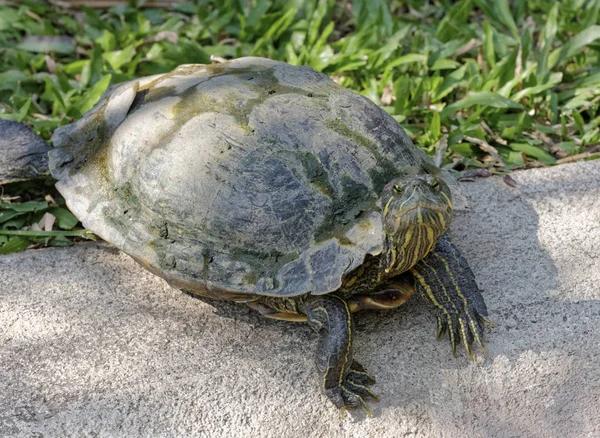 Thailand Chang Mai Chang Mai Dierentuin Waterschildpad — Stockfoto