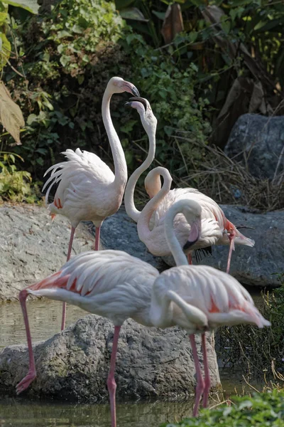 Thaïlande Chang Mai Zoo Chang Mai Flamants Roses Rouges — Photo