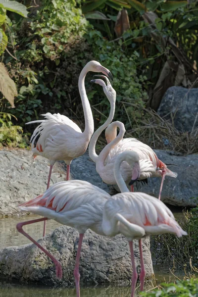 Tailândia Chang Mai Chang Mai Zoológico Red Flamingos — Fotografia de Stock