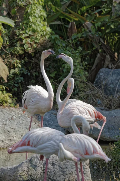 Tailândia Chang Mai Chang Mai Zoológico Red Flamingos — Fotografia de Stock