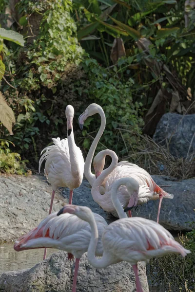 Tayland Chang Mai Chang Mai Hayvanat Bahçesi Kırmızı Flamingolar — Stok fotoğraf