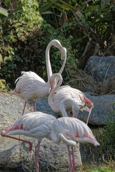 Tayland Chang Mai Chang Mai Hayvanat Bahçesi Kırmızı Flamingolar — Stok fotoğraf