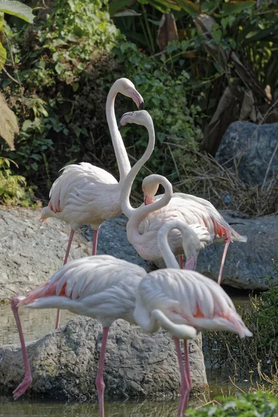 Thaïlande Chang Mai Zoo Chang Mai Flamants Roses Rouges — Photo