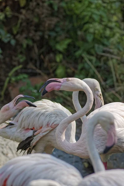 Tailândia Chang Mai Chang Mai Zoológico Red Flamingos — Fotografia de Stock