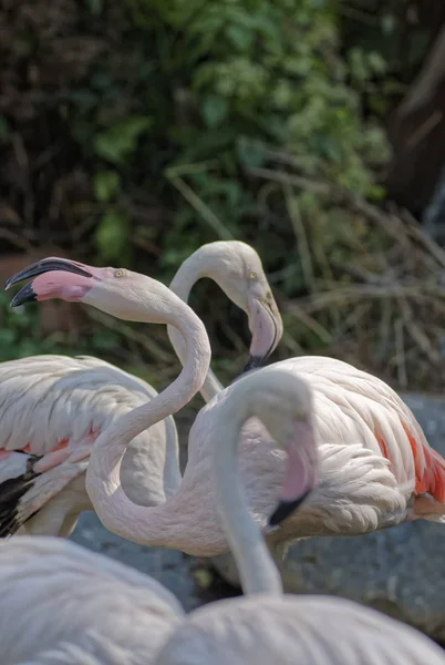 Tayland Chang Mai Chang Mai Hayvanat Bahçesi Kırmızı Flamingolar — Stok fotoğraf