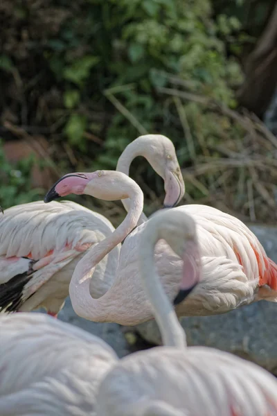 Tayland Chang Mai Chang Mai Hayvanat Bahçesi Kırmızı Flamingolar — Stok fotoğraf