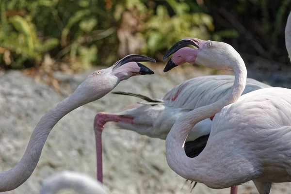 Tailândia Chang Mai Chang Mai Zoológico Red Flamingos — Fotografia de Stock