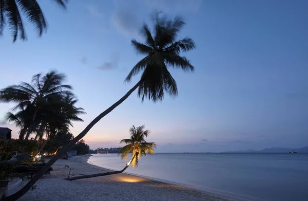 Tajlandia Koh Samui Wyspie Samui Palmy Kokosowe Plaży Zachodzie Słońca — Zdjęcie stockowe