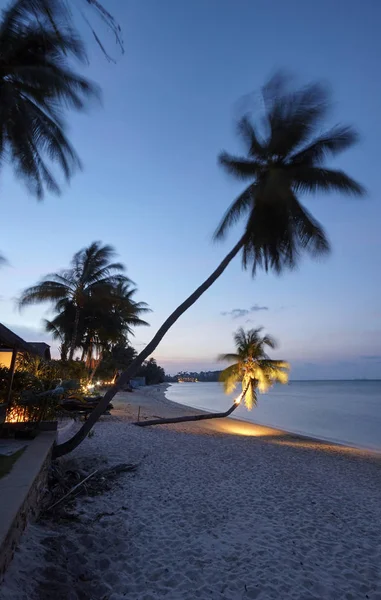 Tajlandia Koh Samui Wyspie Samui Palmy Kokosowe Plaży Zachodzie Słońca — Zdjęcie stockowe