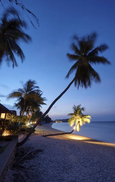 Tajlandia Koh Samui Wyspie Samui Palmy Kokosowe Plaży Zachodzie Słońca — Zdjęcie stockowe