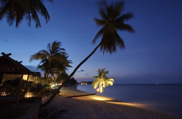 Tajlandia Koh Samui Wyspie Samui Palmy Kokosowe Plaży Zachodzie Słońca — Zdjęcie stockowe