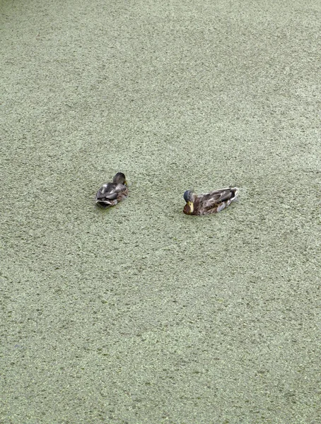 Holanda Volendam Amsterdam Patos Canal Agua — Foto de Stock