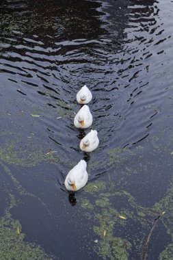 Holland, volendam (amsterdam), bir su kanalı ördekler