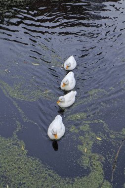 Holland, volendam (amsterdam), bir su kanalı ördekler