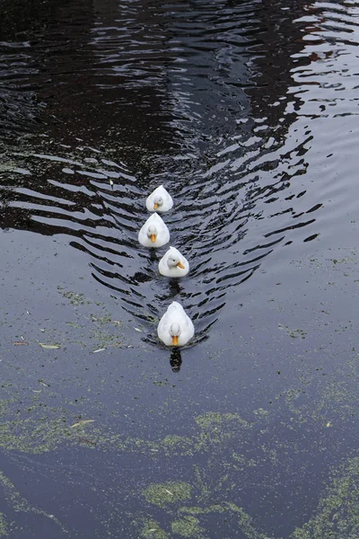 阿姆斯特丹 Volendam 鸭在水运河 — 图库照片