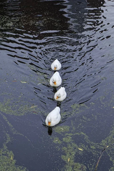 Holland Volendam Amsterdam Entchen Wasserkanal — Stockfoto