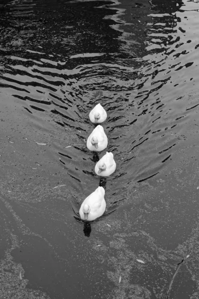 Hollande Volendam Amsterdam Canards Dans Canal Eau — Photo