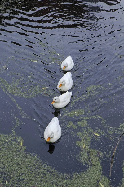 Holland Volendam Amsterdam Entchen Wasserkanal — Stockfoto