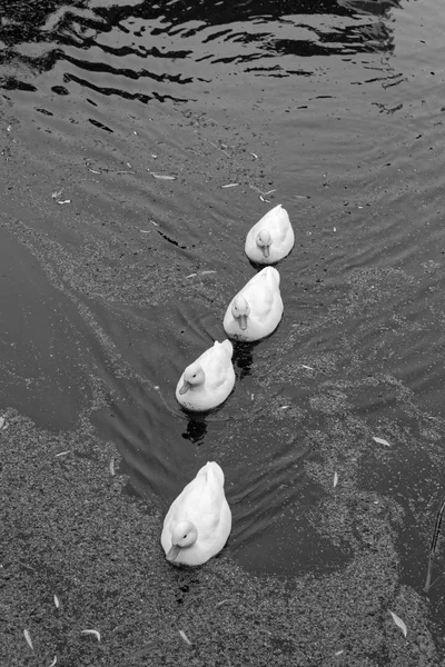 阿姆斯特丹 Volendam 鸭在水运河 — 图库照片