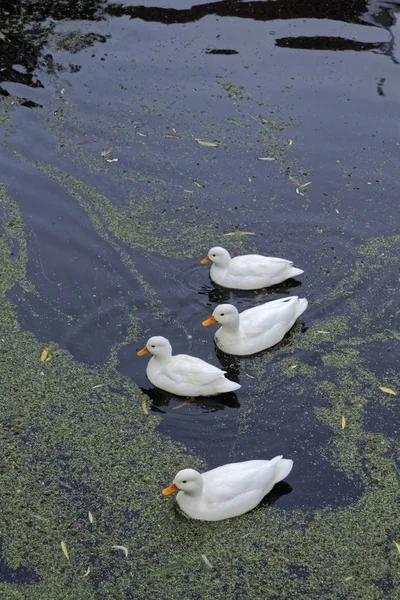 Holland Volendam Amsterdam Entchen Wasserkanal — Stockfoto