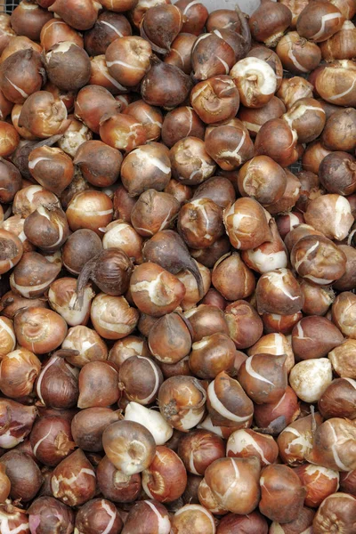 Holland Amsterdam Bloemenmarkt Lelie Bollen Amaryllis Koop Een Lokale Markt — Stockfoto