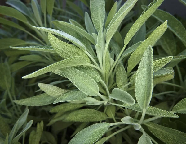 Italië Sicilië Salie Plant Bladeren Een Tuin — Stockfoto