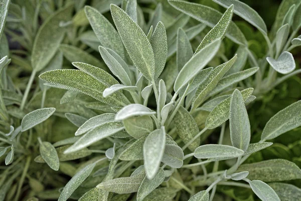 İtalya, Sicilya, adaçayı yaprakları bahçede.